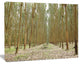 Rubber Trees Row in Thailand, Modern Forest Canvas Art, 40"x30"