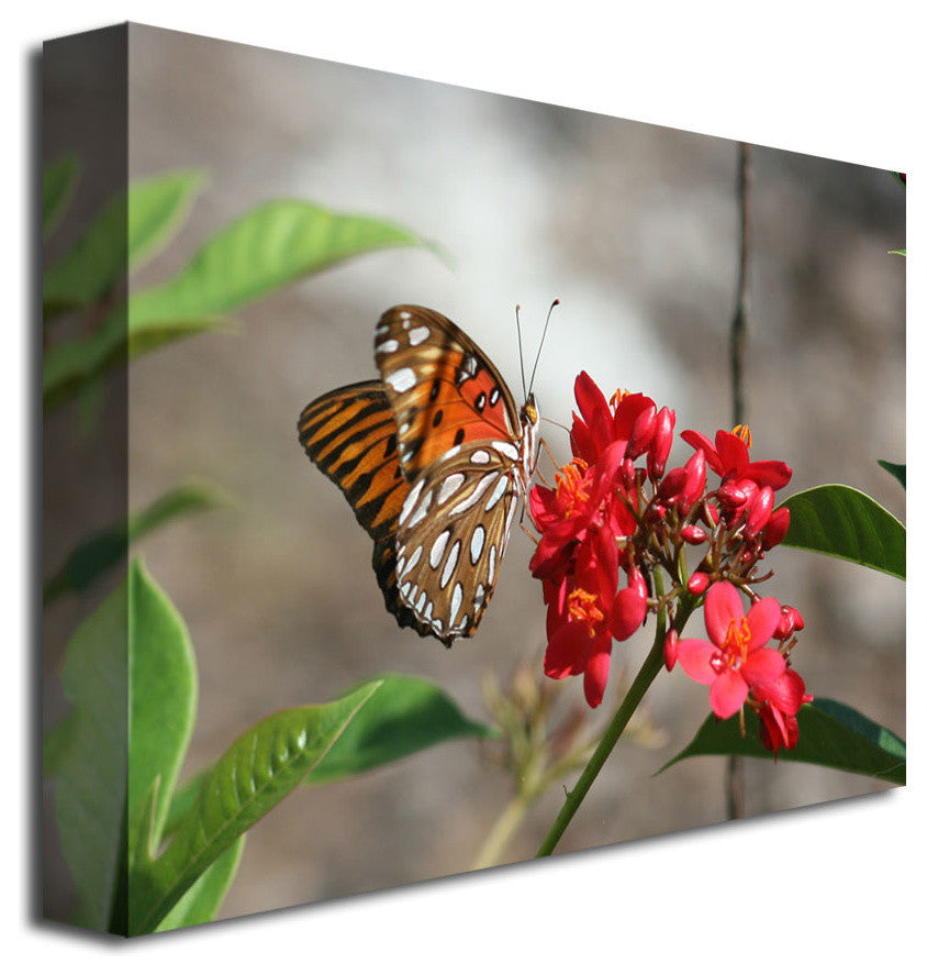 'Butterfly on Red Flowers' Canvas Art by Patty Tuggle