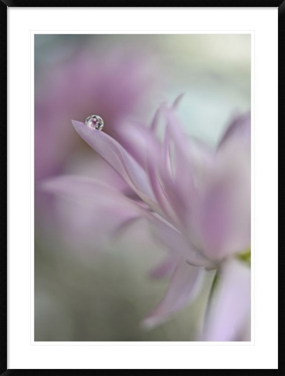 "In Pink Delight" Framed Digital Print by Heidi Westum, 33x44"
