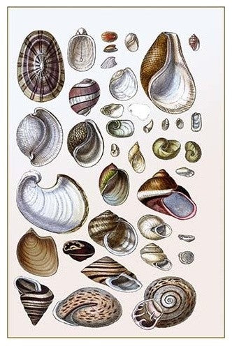 Shells: Gasteropoda and Trachelipoda- Fine Art Giclee Print 24" x 36"