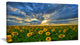 Beauty Sunset over Sunflowers, Landscape Canvas Art Print, 32"x16"