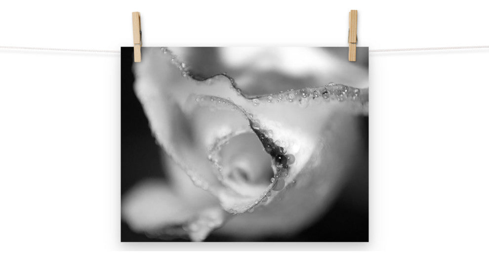 Infrared Rose Nature Photography, Floral Unframed Wall Art Print, 11" X 14"