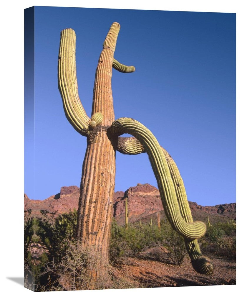 "Ajo Mountains And Saguaro Organ Pipe Cactus National Monument, Arizona" Artwork