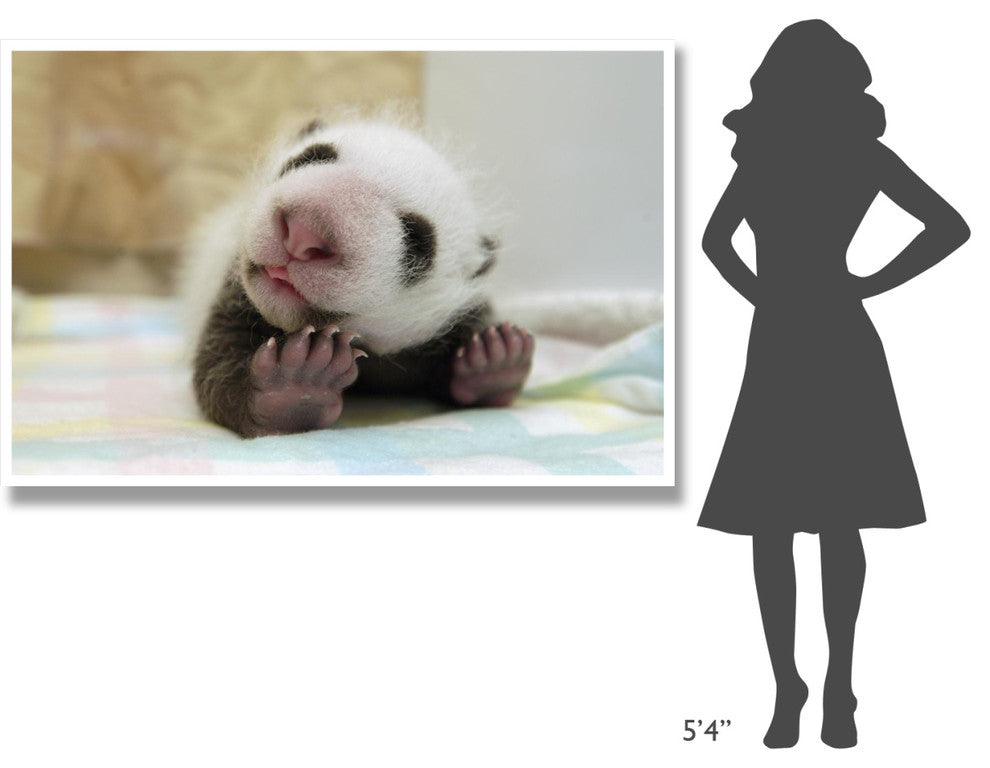 "Giant Panda baby stretching, Wolong Nature Reserve, China" Paper Art, 62"x42"