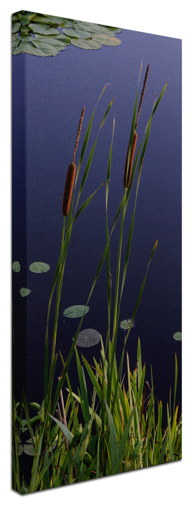 ''Long Cattails'' Canvas Art by Kurt Shaffer