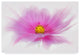 "Dancing Flower Deep Pink Cosmos" by Cora Niele, Canvas Art, 22"x32"