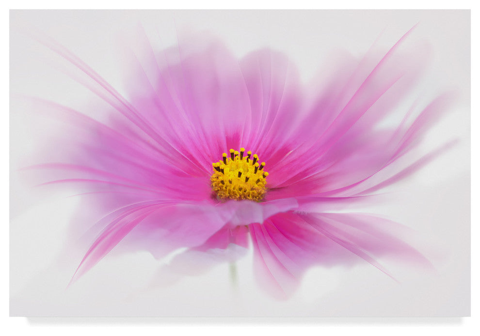"Dancing Flower Deep Pink Cosmos" by Cora Niele, Canvas Art, 22"x32"