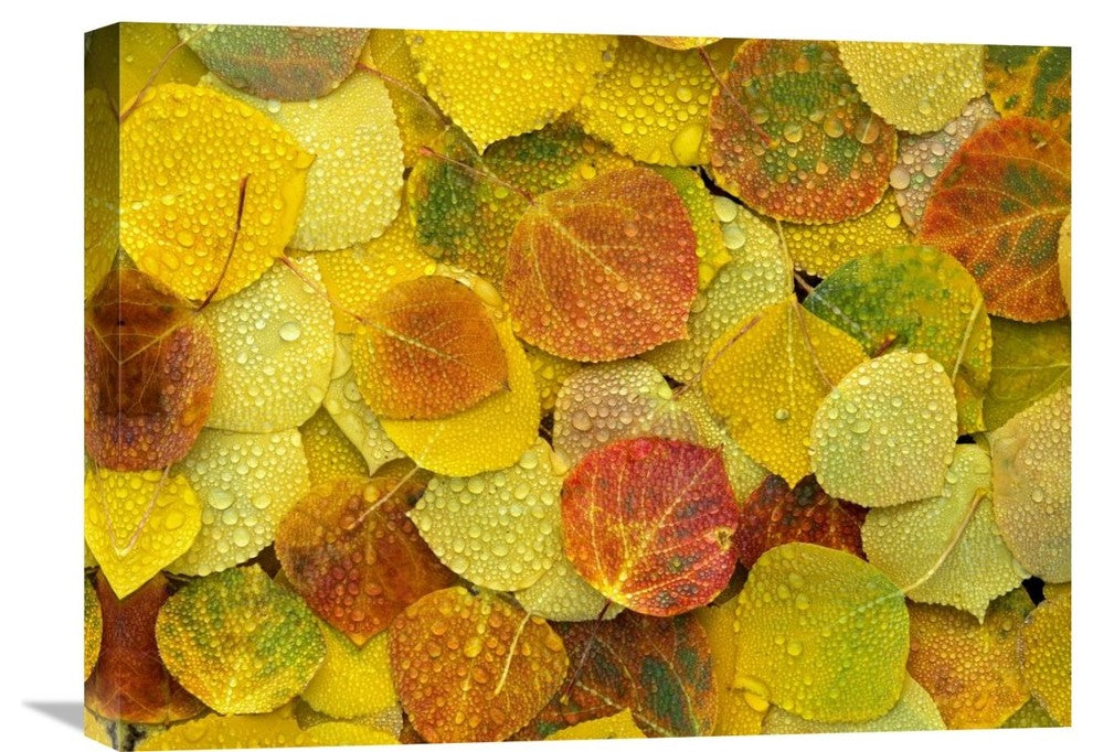 "Fallen Autumn Colored Aspen Leaves, Colorado" Artwork
