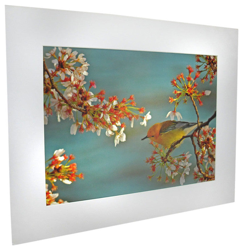 National Geographic Matted Print - Warbler On Cherry Tree - 16 x 20 Inches