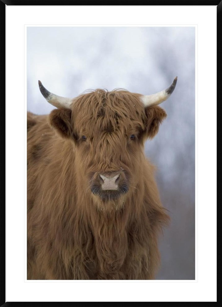 "Cattle, a highland breed, Kodiak Island, Alaska"  by Michael Quinton, 32x44"