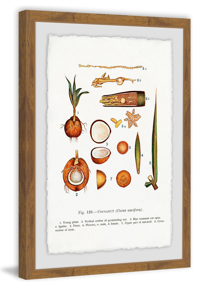 "Botanical Coconut" Framed Painting Print, 12"x18"