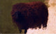 Rosa Bonheur Large Wooly Sheep Wall Decal
