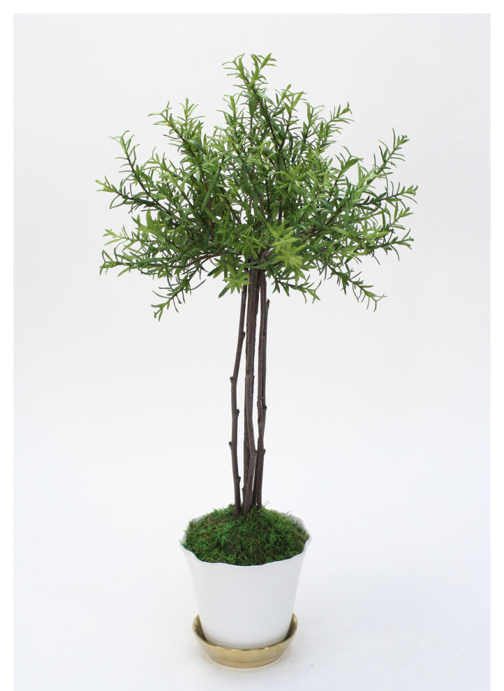 Small Thyme Tree in White Pot with Gold Saucer