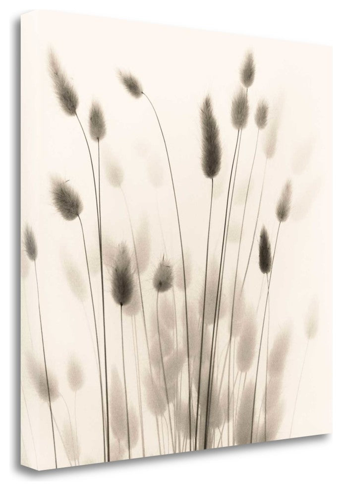 "Italian Tall Grass No. 1" By Alan Blaustein, Giclee on Gallery Wrap Canvas
