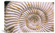 "Fossil of Ammonite, Madagascar" Stretched Canvas Giclee by Pete Oxford, 24"x16"