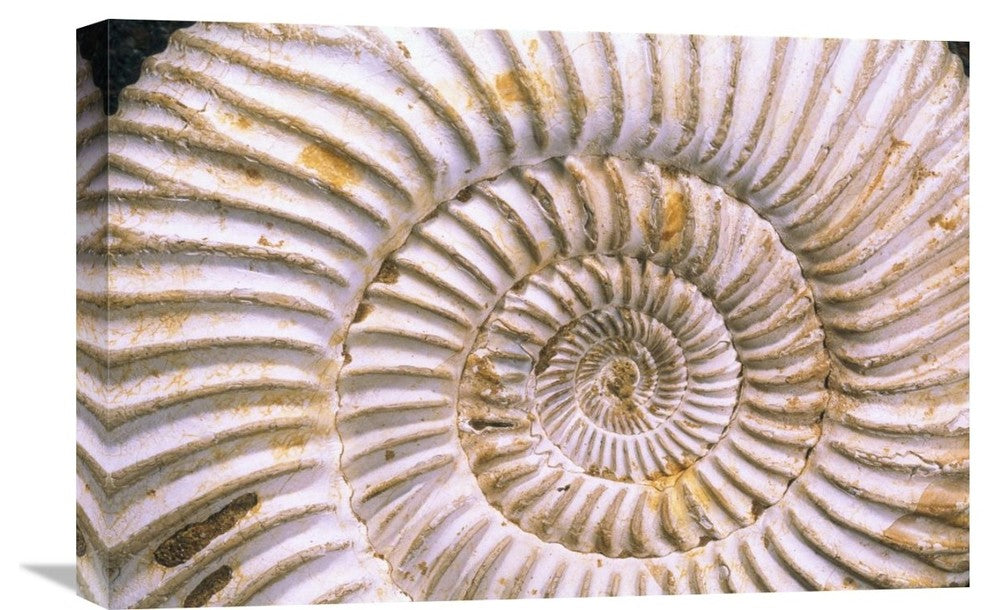 "Fossil of Ammonite, Madagascar" Stretched Canvas Giclee by Pete Oxford, 24"x16"
