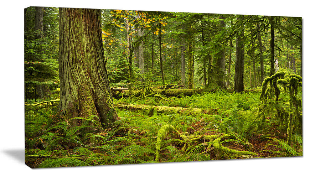 Lush Rainforest in Cathedral Grove, Landscape Canvas Art Print, 40x20