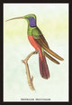 Trochilus Multicolor - Gallery Wrapped Canvas Art 28" x 42"