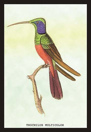 Trochilus Multicolor - Gallery Wrapped Canvas Art 28" x 42"