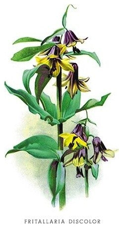 Fritallaria Discolor - Canvas Poster 20" x 30"