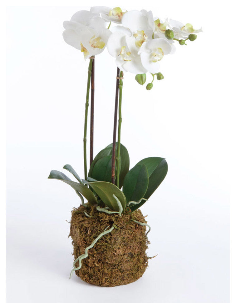 Hand-Crafted Orchid Drop-In Plant with Root Ball, 23"
