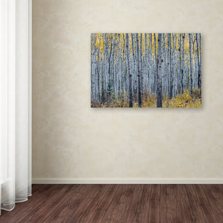 Pierre Leclerc 'Forest Of Aspen Trees' Canvas Art, 24x16