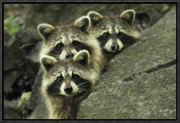 "Tres Banditos" Framed Canvas Giclee by Mircea Costina, 19x13"