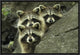 "Tres Banditos" Framed Canvas Giclee by Mircea Costina, 19x13"