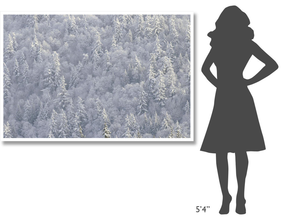 "Winter forest, British Columbia" Digital Paper Print by Tim Fitzharris, 62"x42"