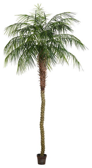 Shows the full potted palm tree on a clean white background; front-facing view with no overlays.