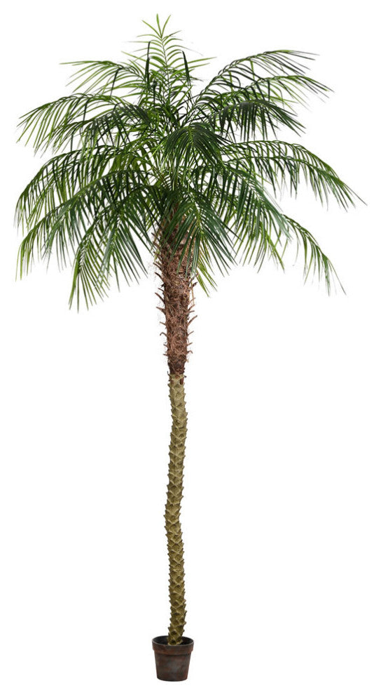 Shows the full potted palm tree on a clean white background; front-facing view with no overlays.
