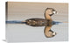 "Pied-Billed Grebe Swimming, Island Lake Recreation Area, Michigan" Artwork
