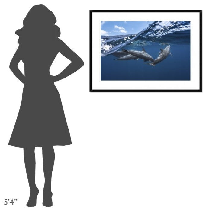 "Dolphins" Framed Digital Print by Barathieu Gabriel, 38"x28"
