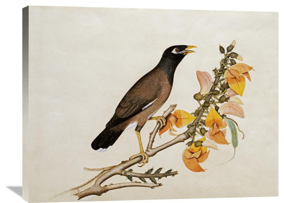 "A Minah Bird Perched on a Flowering Branch" Artwork, 36" x 27"
