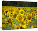 Bright Yellow Sunflowers Field, Floral Canvas Art Print, 40"x30"