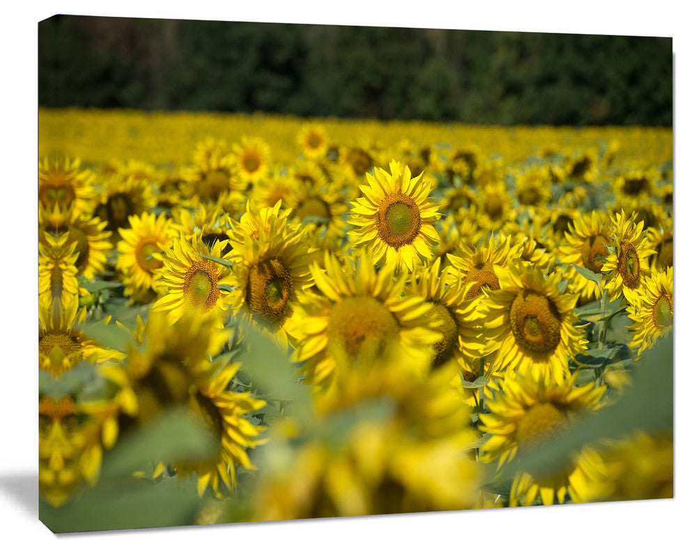 Bright Yellow Sunflowers Field, Floral Canvas Art Print, 40"x30"
