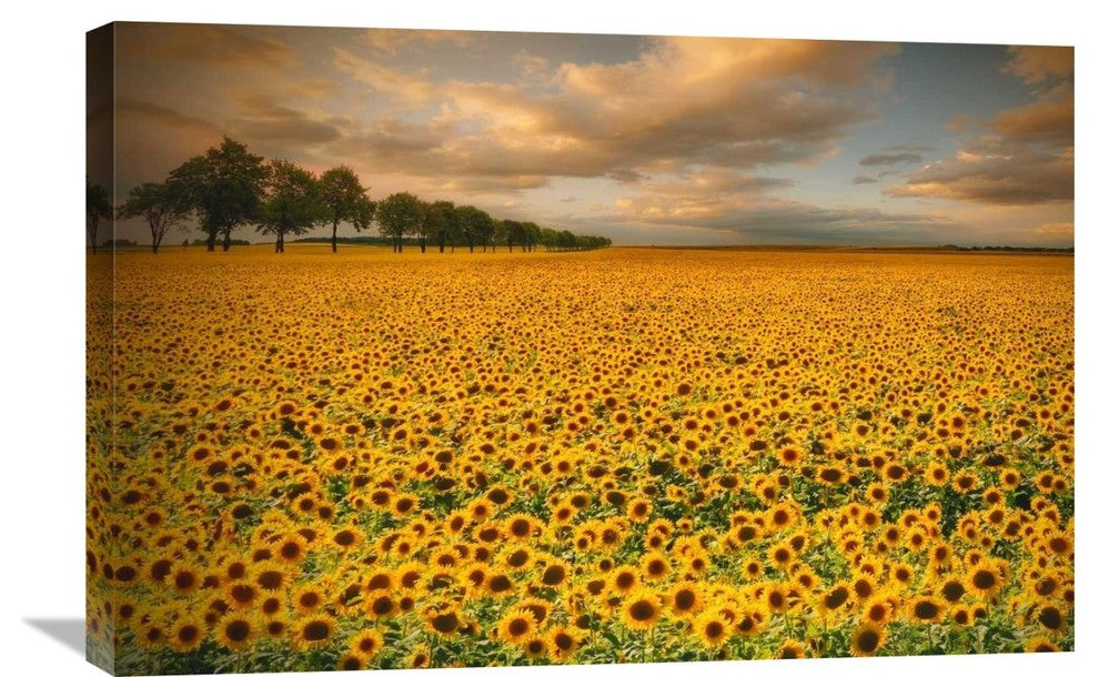 "Sunflowers" Stretched Canvas Giclee by Piotr (Bax) Krol, 30"x20"