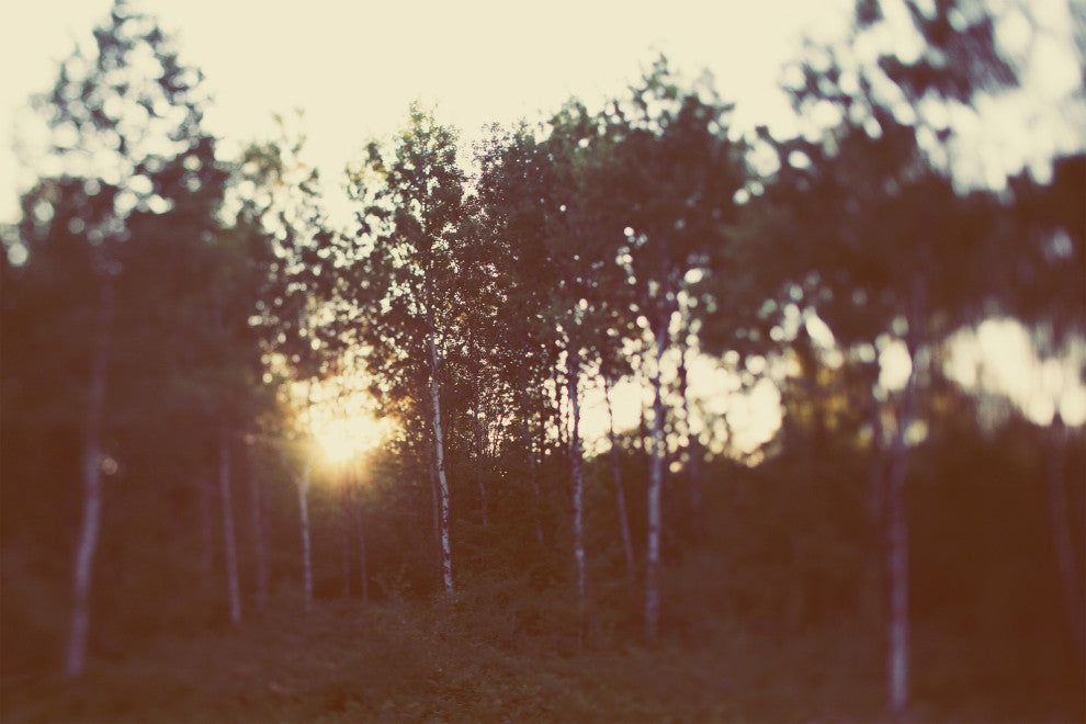 45x30 Birch Forest III, Unframed Artwork