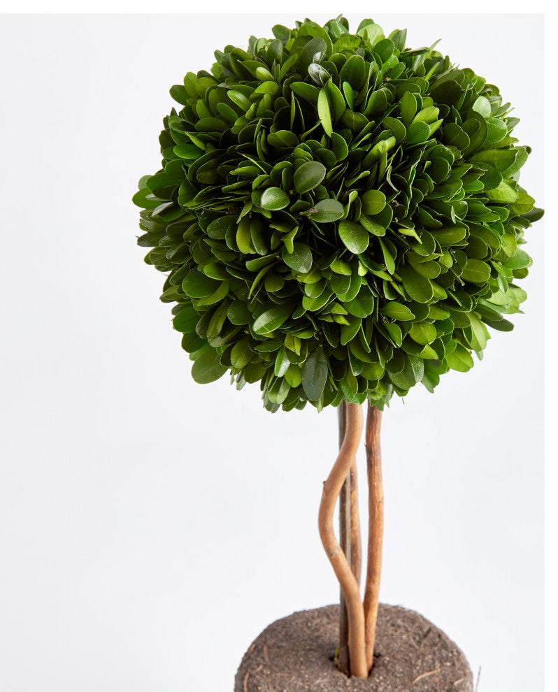 Boxwood Single Sphere Topiary Drop-In, 16"