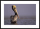 "Brown Pelican adult portrait, Texas" Framed Print by Tim Fitzharris, 38"x28"