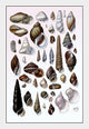 Shells: Trachelipoda #1- Fine Art Giclee Print 24" x 36"
