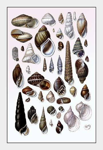 Shells: Trachelipoda #1- Fine Art Giclee Print 24" x 36"