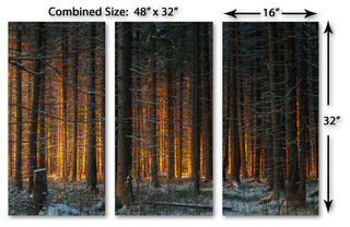 Yellow Sunlight in Dark Forest, 3-Panel Canvas Print Wall Art, 48"x32"