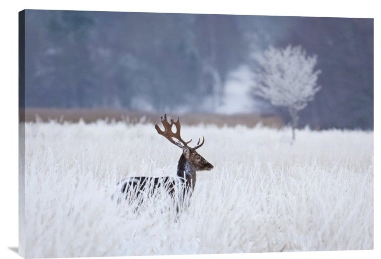 "Fallow Deer In The Frozen Winter Landscape" Canvas by Allan Wallberg, 30x20"