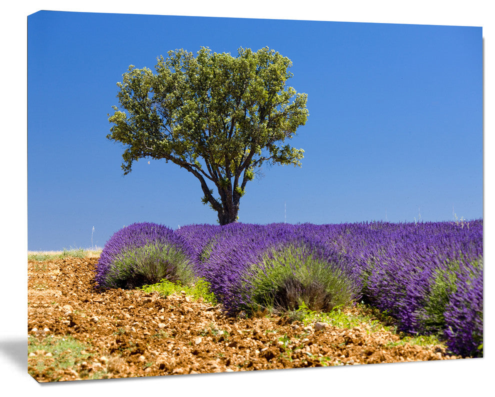 Lone Green Tree in Lavender Field, Large Landscape Canvas Art, 20"x12"