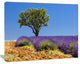 Lone Green Tree in Lavender Field, Large Landscape Canvas Art, 20"x12"