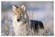 "Timber Wolf portrait, North America" Paper Print by Tim Fitzharris, 20"x14"