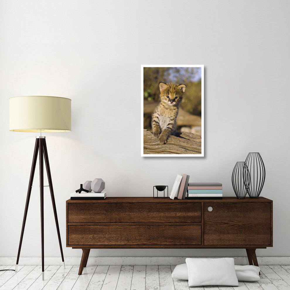 "Serval kitten, 2.5 week old orphan, Masai Mara Reserve" Paper Art, 26"x38"