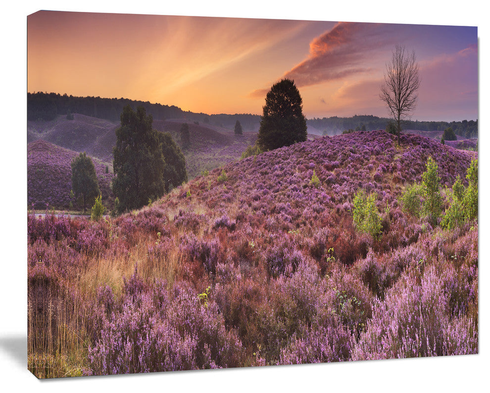 Blooming Heather at Dawn Panorama, Landscape Canvas Art Print, 60x40