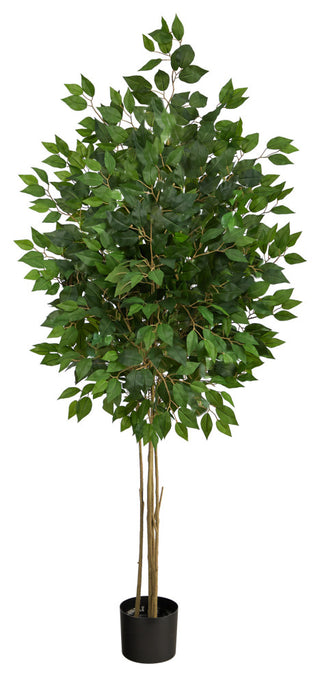 Full plant on white background for product representation